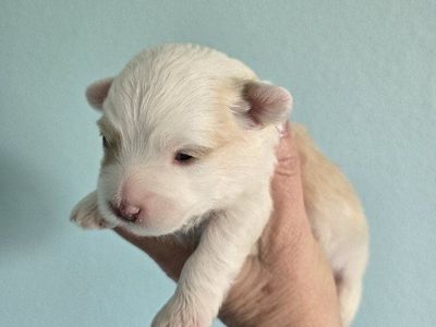 Beautiful Aussiedoodle (Aussiepoo) Puppies