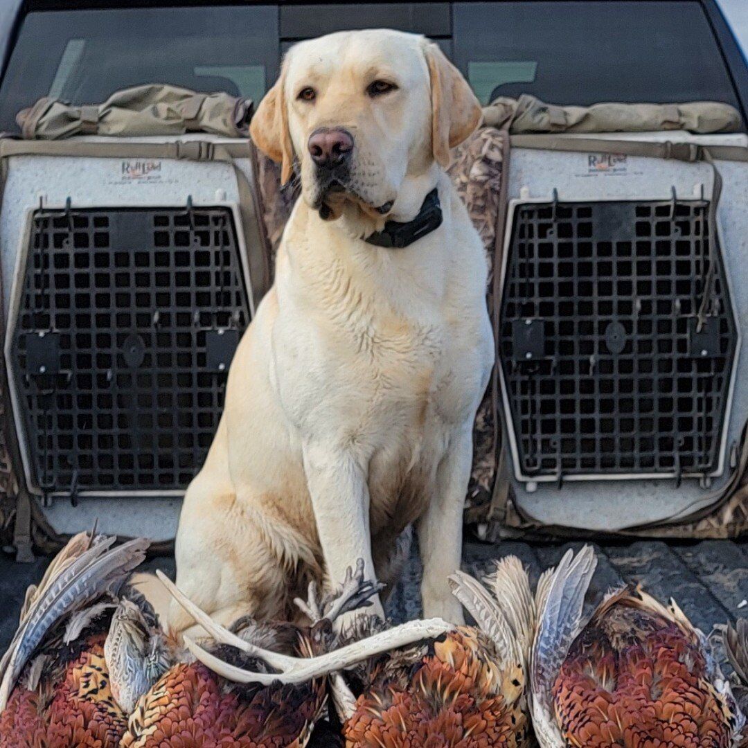 AKC Lab / Labrador Retriever*STUD ONLY*