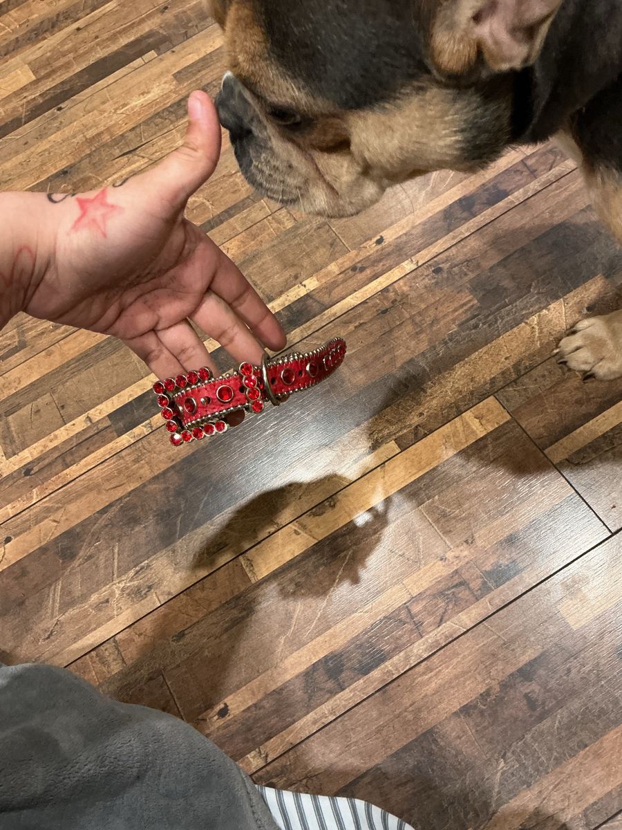 bb simons collar