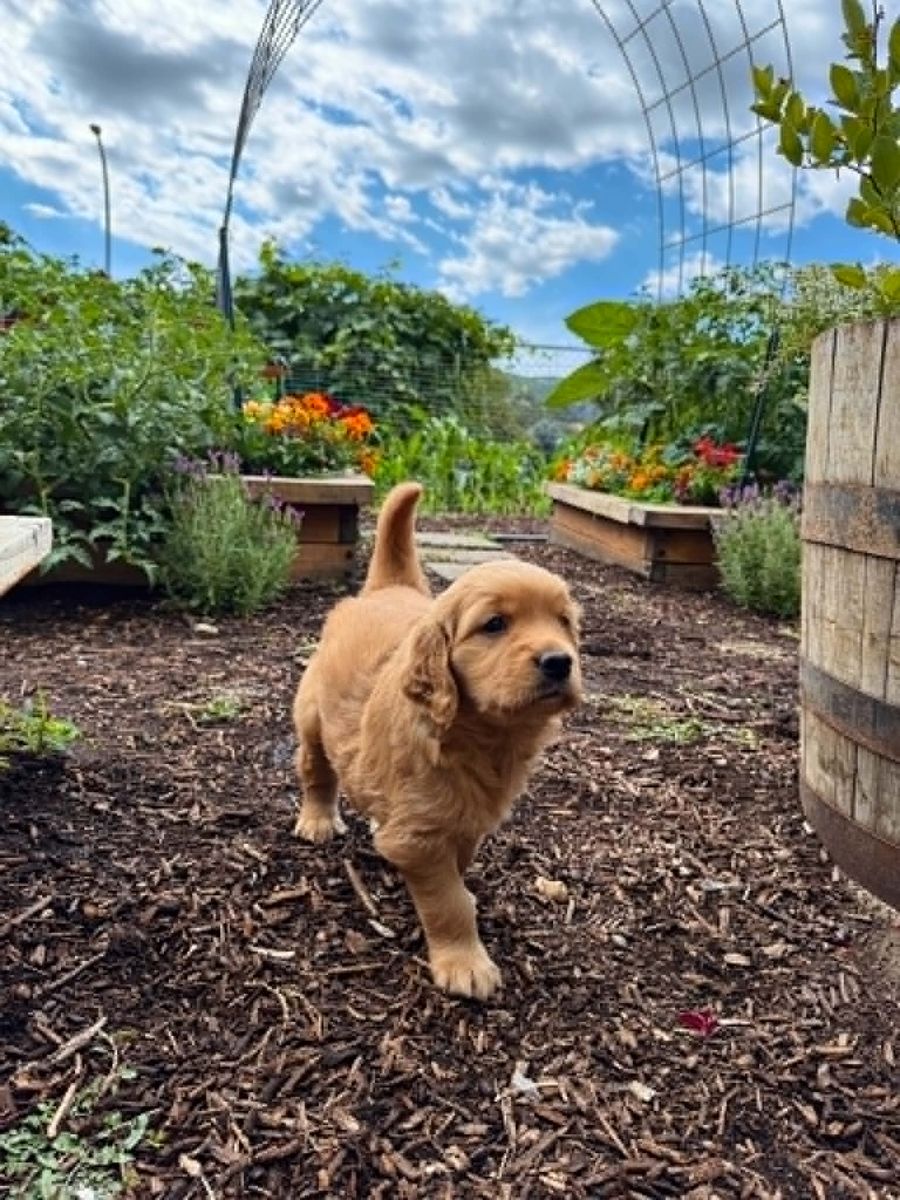 AKC Golden Retriever Puppies/ Health Tested Parents