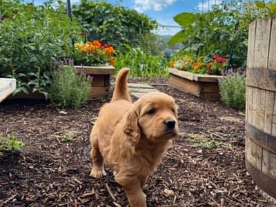 AKC Golden Retriever Puppies/ Health Tested Parents
