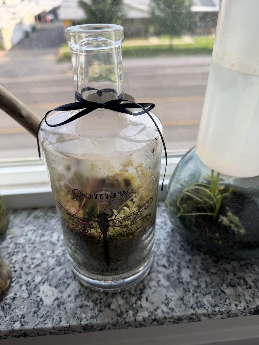 Oomaw Dragonfly Gin Bottle Terrarium with Succulents and Greenery