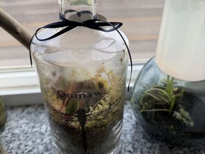 Oomaw Dragonfly Gin Bottle Terrarium with Succulents and Greenery