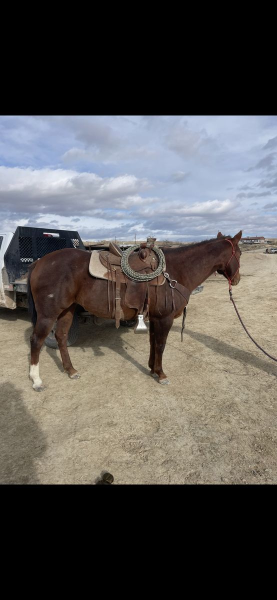 Heel/breakaway 18yr old AQHA Mare