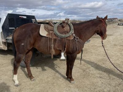 Heel/breakaway 18yr old AQHA Mare