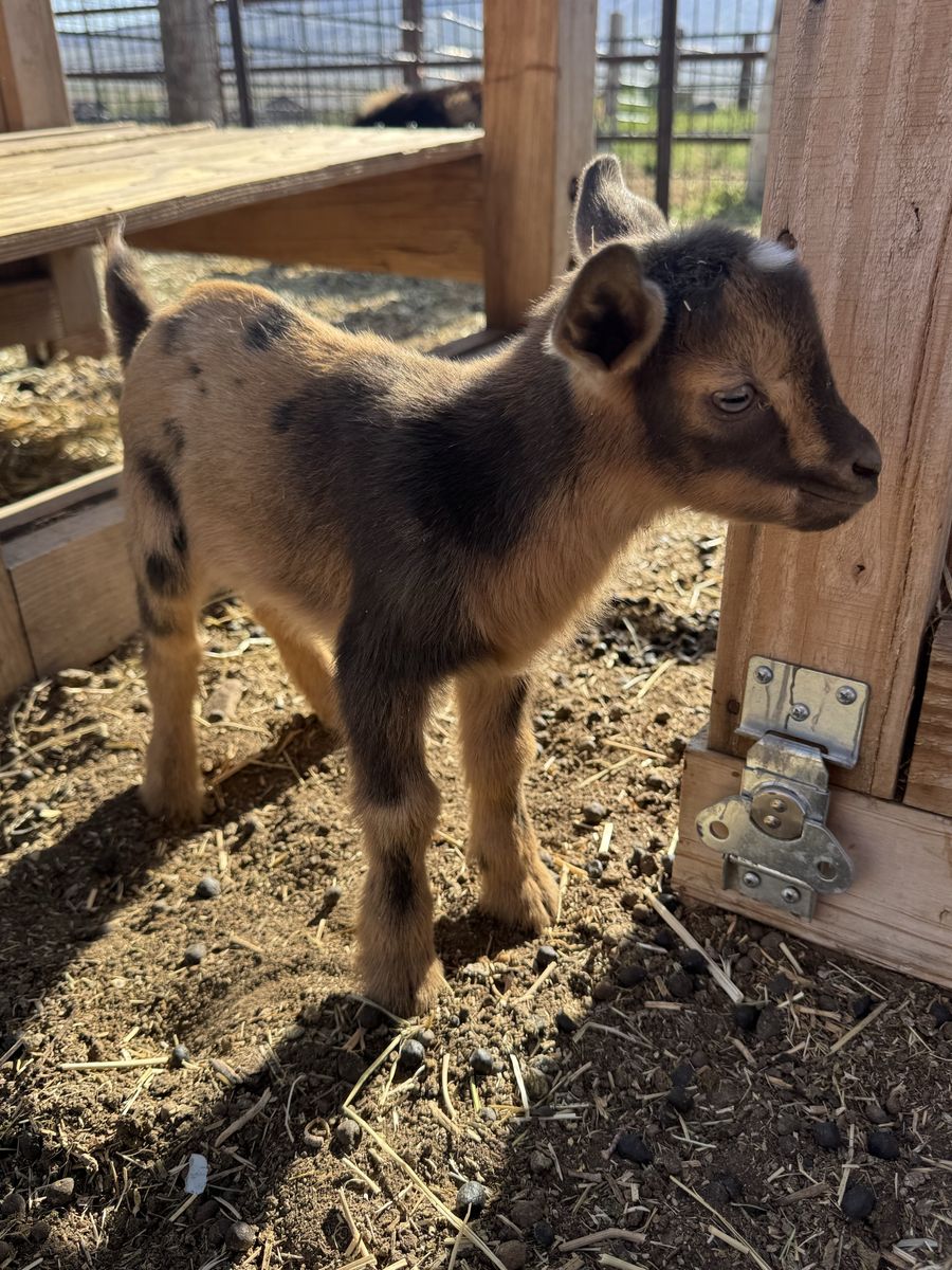 Beautiful moon spotted Nigerian Dwarf buck or wether