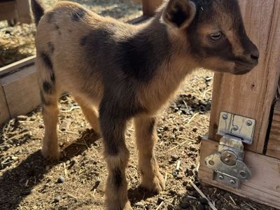 Beautiful moon spotted Nigerian Dwarf buck or wether