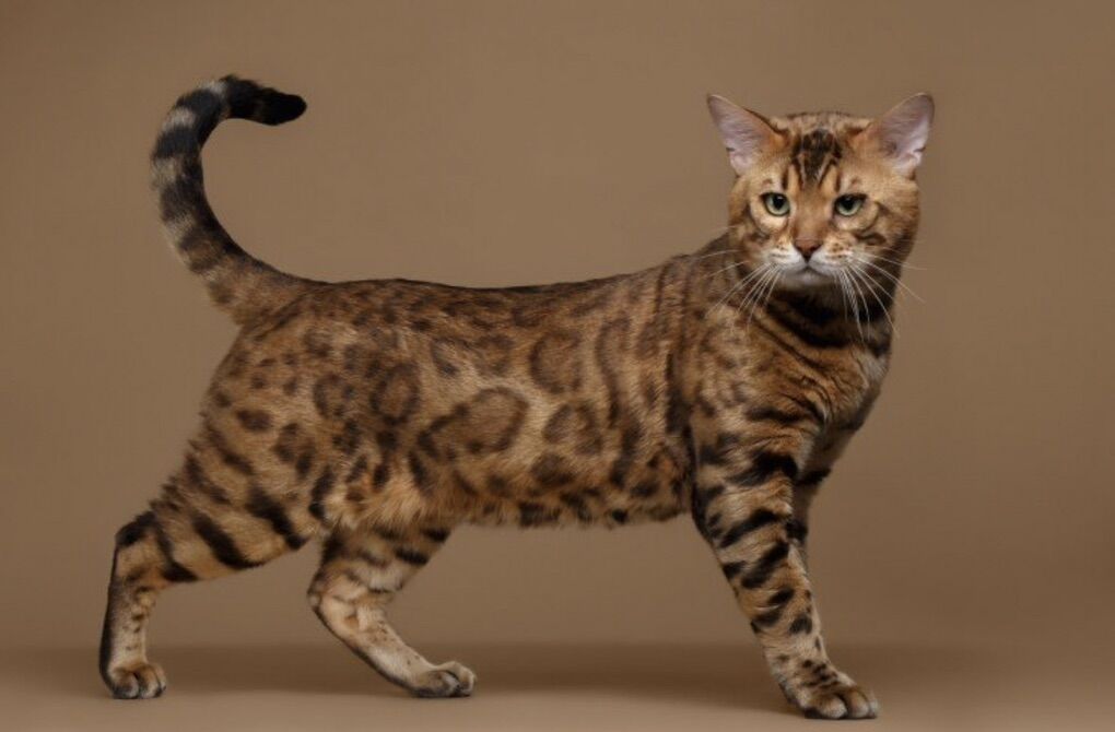 ISO--Bengal Stud
