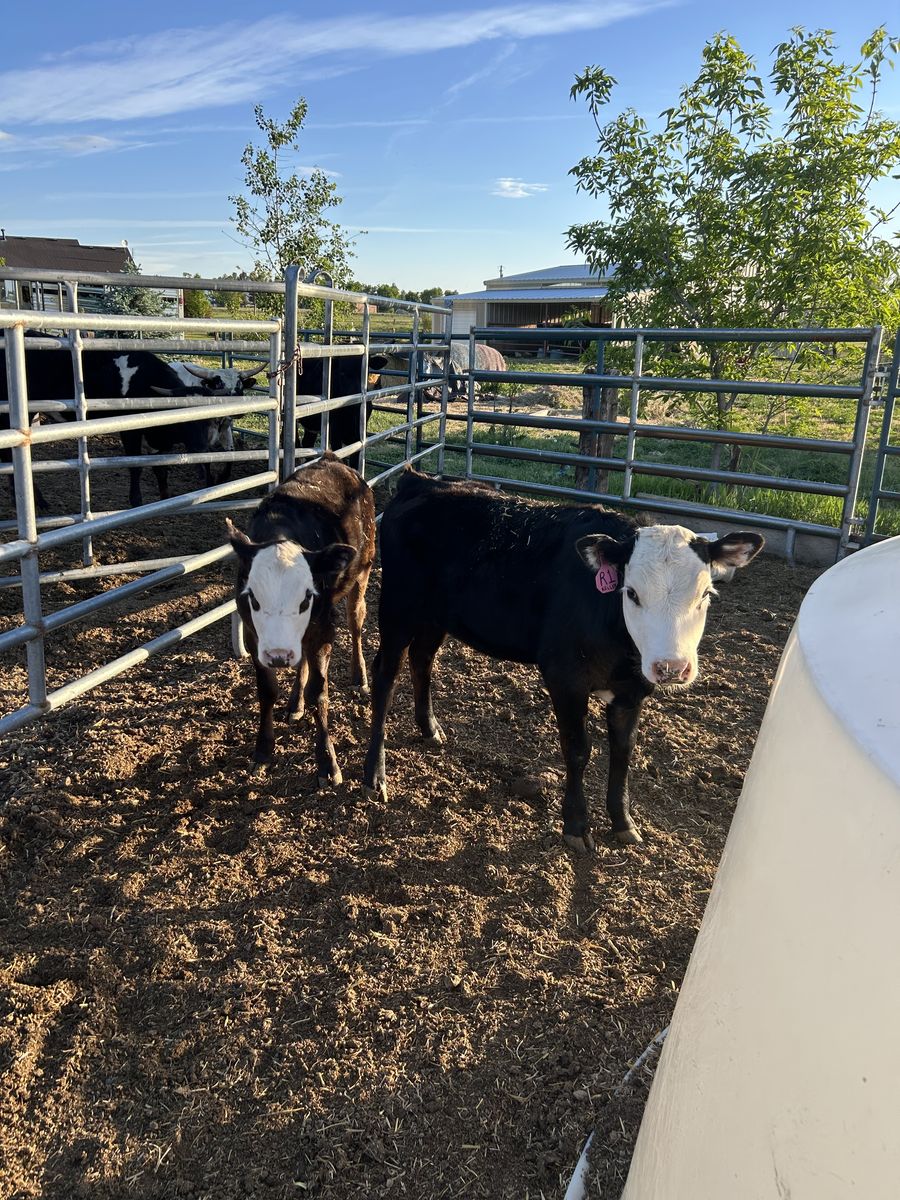 Heifer Beef calves