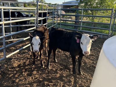 Heifer Beef calves
