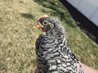 Barred Rock Cockerel