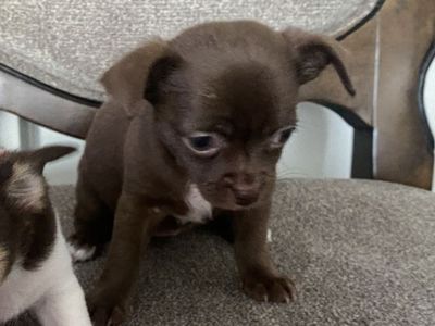 Chocolate Brown Female Chihuahua Puppy