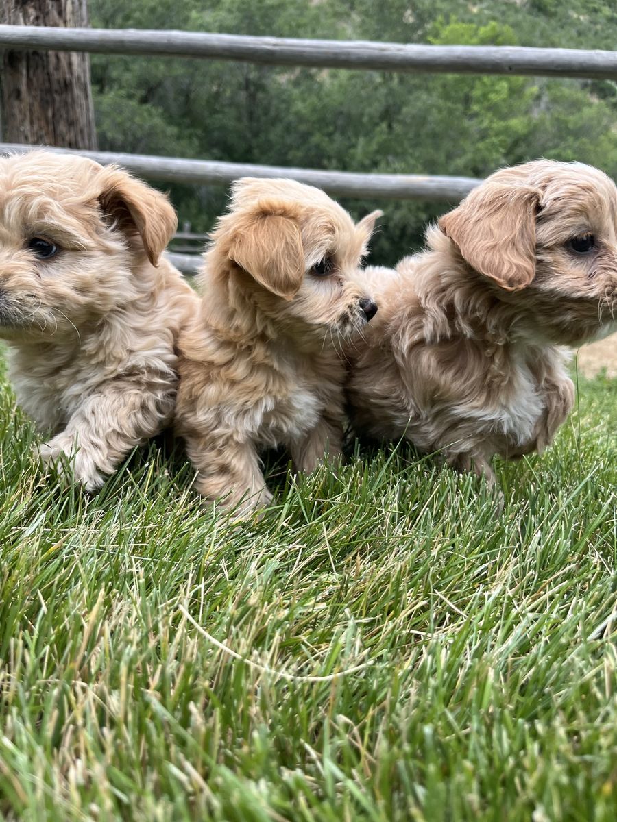 Adorable fluffy male maltipoo pups