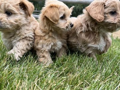 Adorable fluffy male maltipoo pups