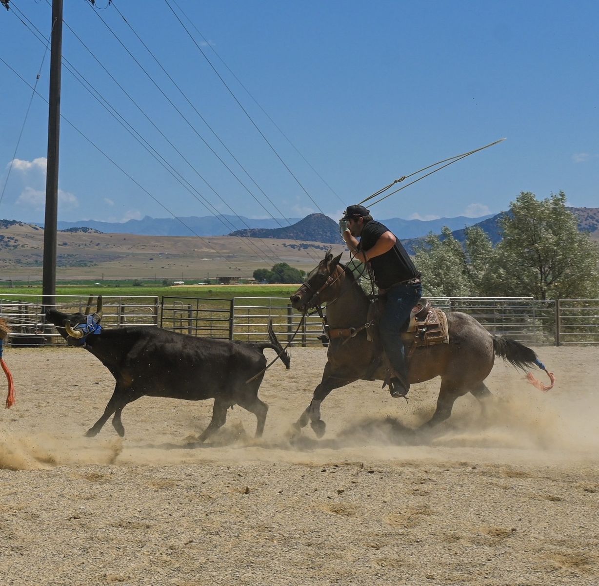 All around rope horse