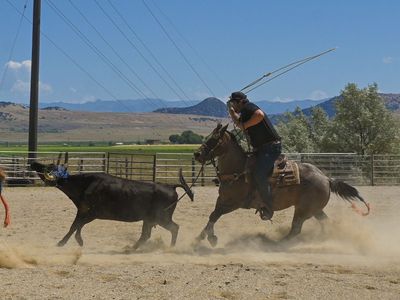 All around rope horse
