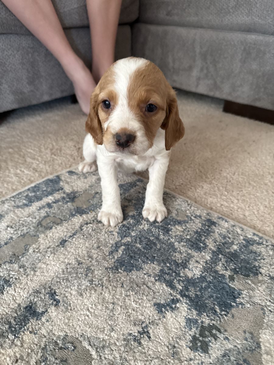 AKC Brittany Female