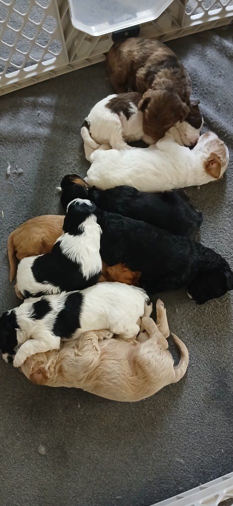 Cavapoo puppies.