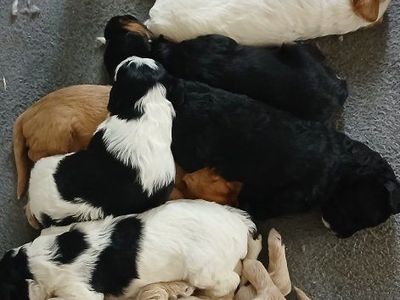 Cavapoo puppies.