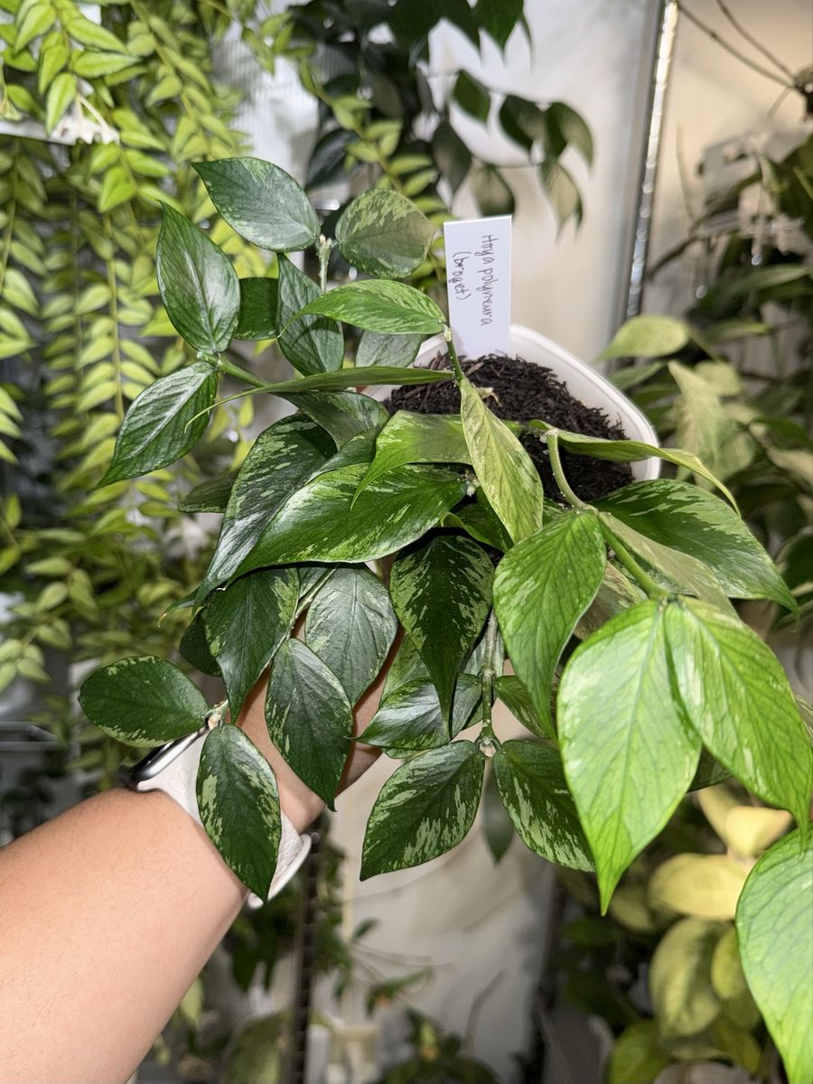 Hoya polyneura (broget/splash) - Plant