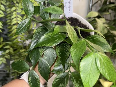 Hoya polyneura (broget/splash) - Plant