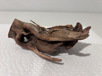 Tricolor Crested Gecko
