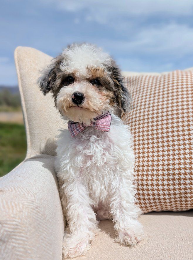 Loyal Merle Tri Mini Labradoodle Girl | Ready Now