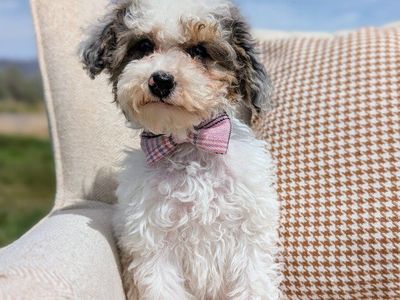 Loyal Merle Tri Mini Labradoodle Girl | Ready Now