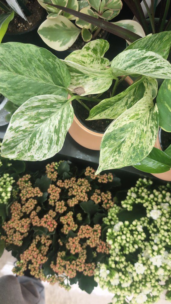 Marble Pothos