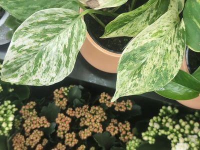 Marble Pothos