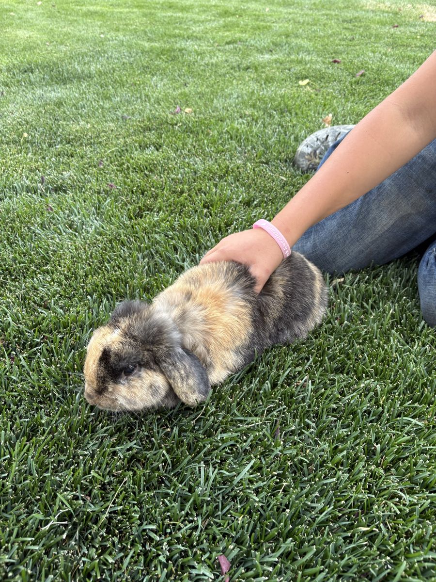 3 year old female Adorable Lop-Eared Rabbit - Healthy, Friendly Pet for Adoption