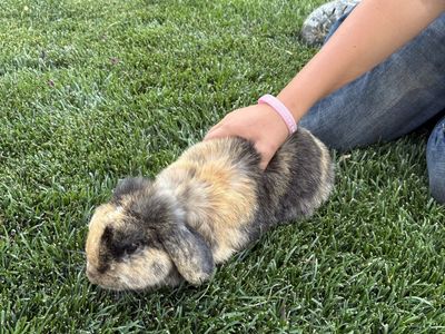 3 year old female Adorable Lop-Eared Rabbit - Healthy, Friendly Pet for Adoption