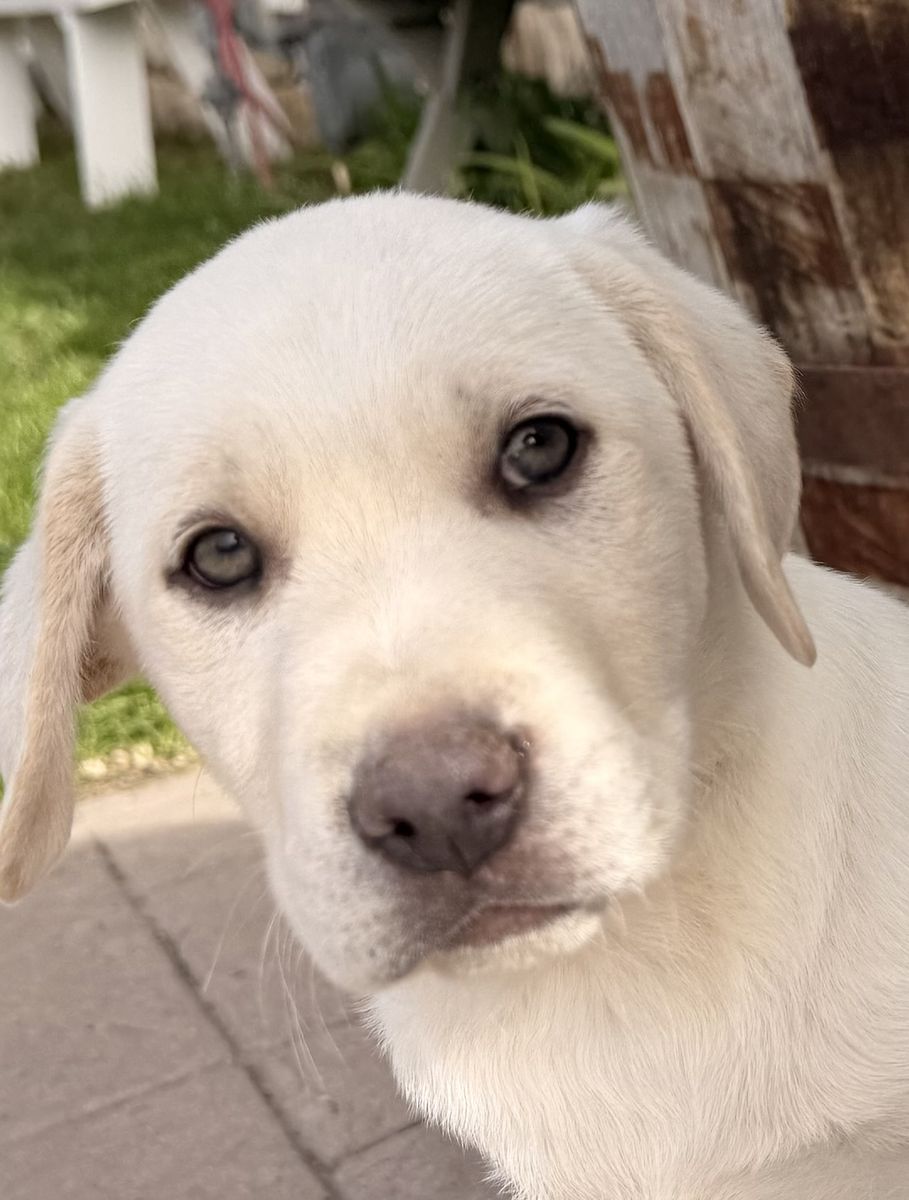 AKC Labrador Retriever