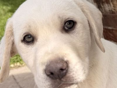 AKC Labrador Retriever