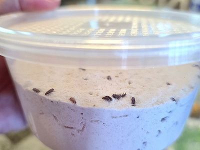 Rice flour beetle culture
