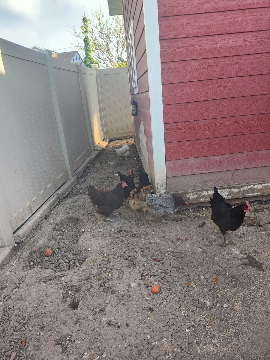 Free chickens