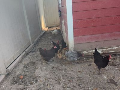 Free chickens