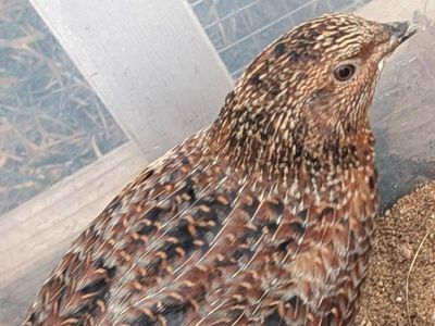 free quail