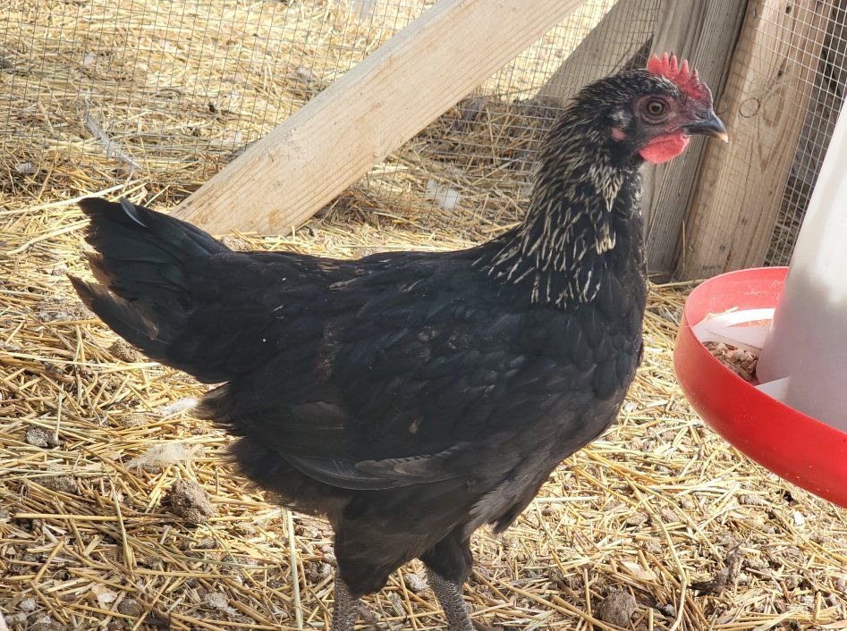 Lots of Young Roosters for Sale!