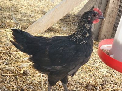 Lots of Young Roosters for Sale!
