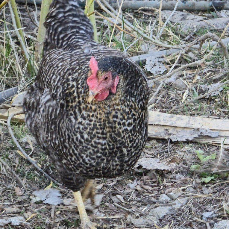 Barred Rock/Bielefelder cross Hen