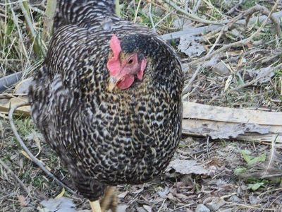 Barred Rock/Bielefelder cross Hen