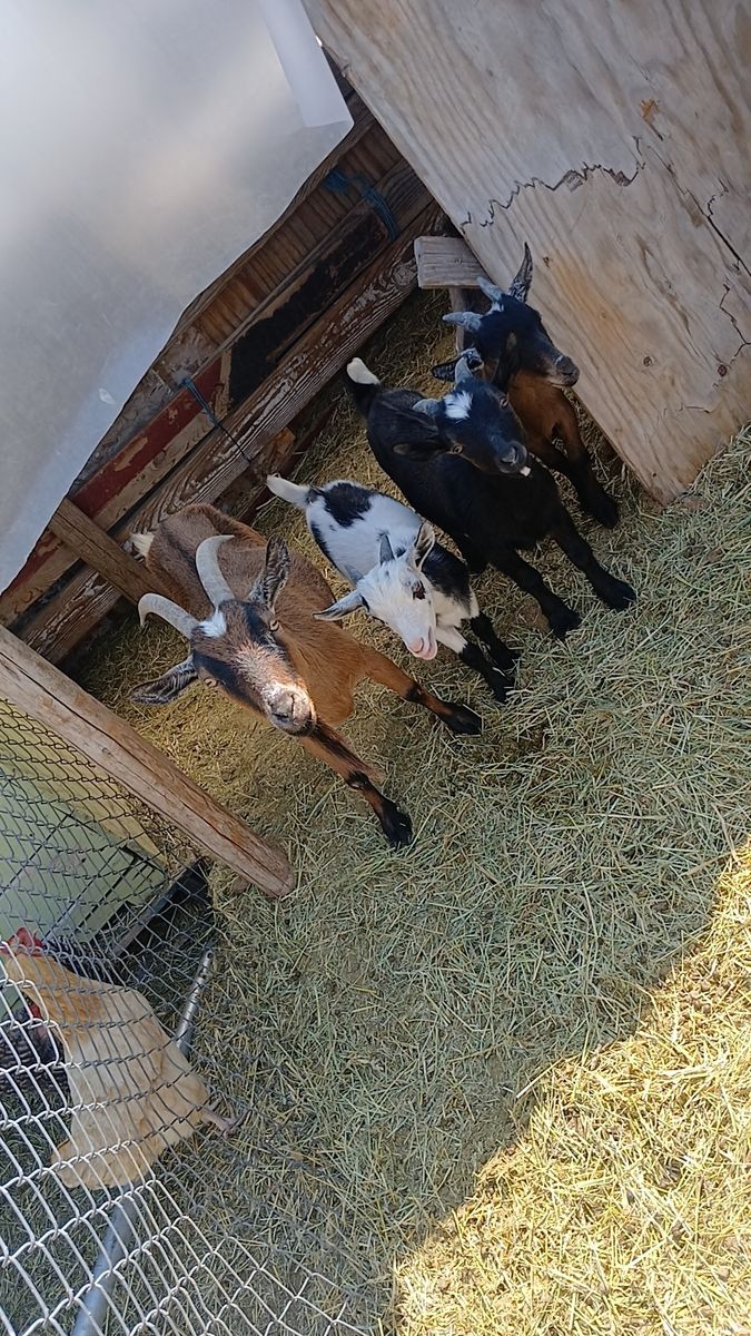 Goats