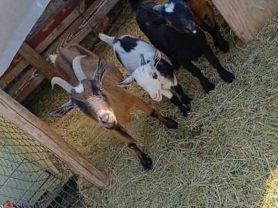 Goats