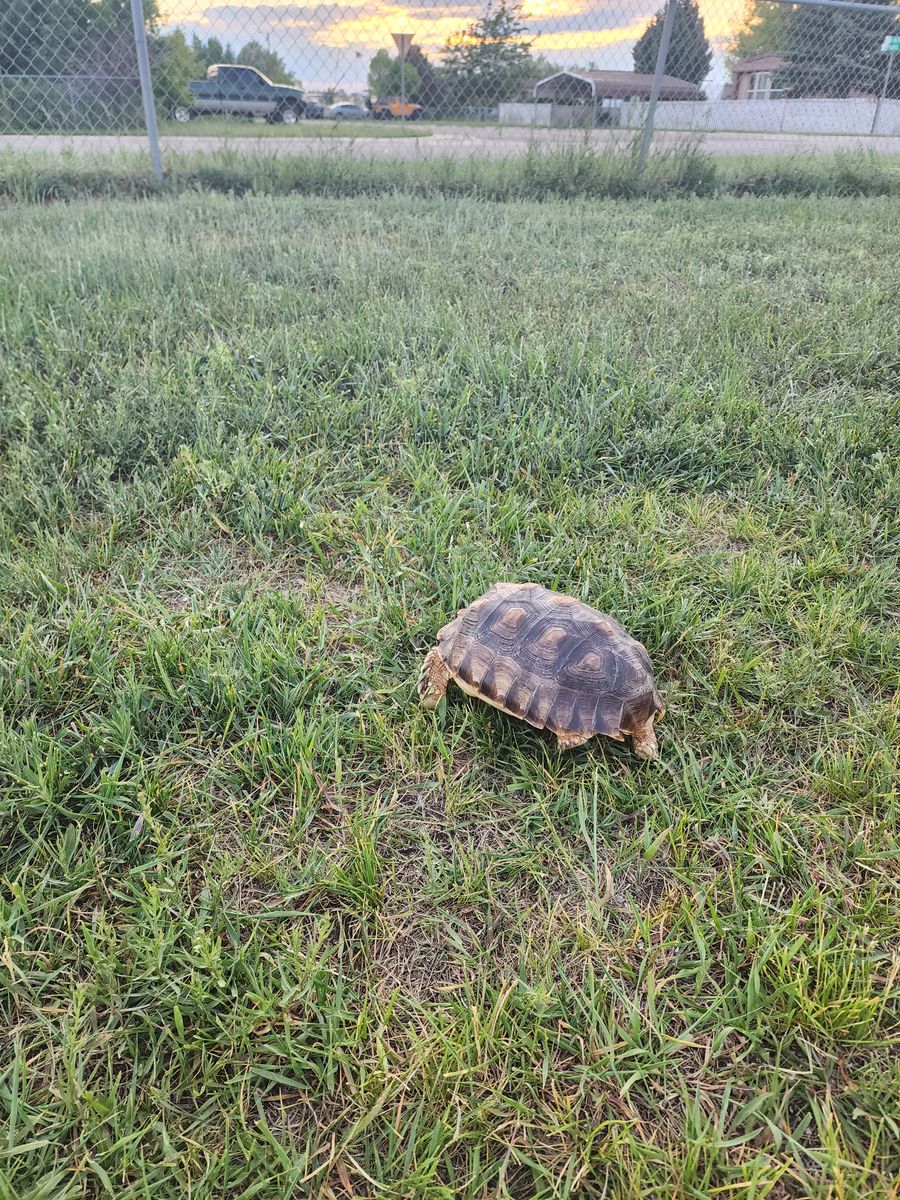 Reptar sulcata tortoise