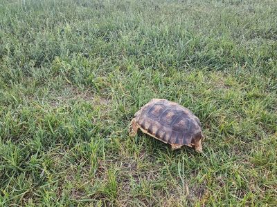 Reptar sulcata tortoise