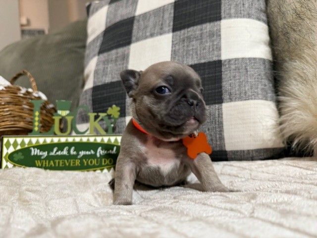 French Bulldog Puppies