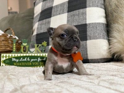 French Bulldog Puppies