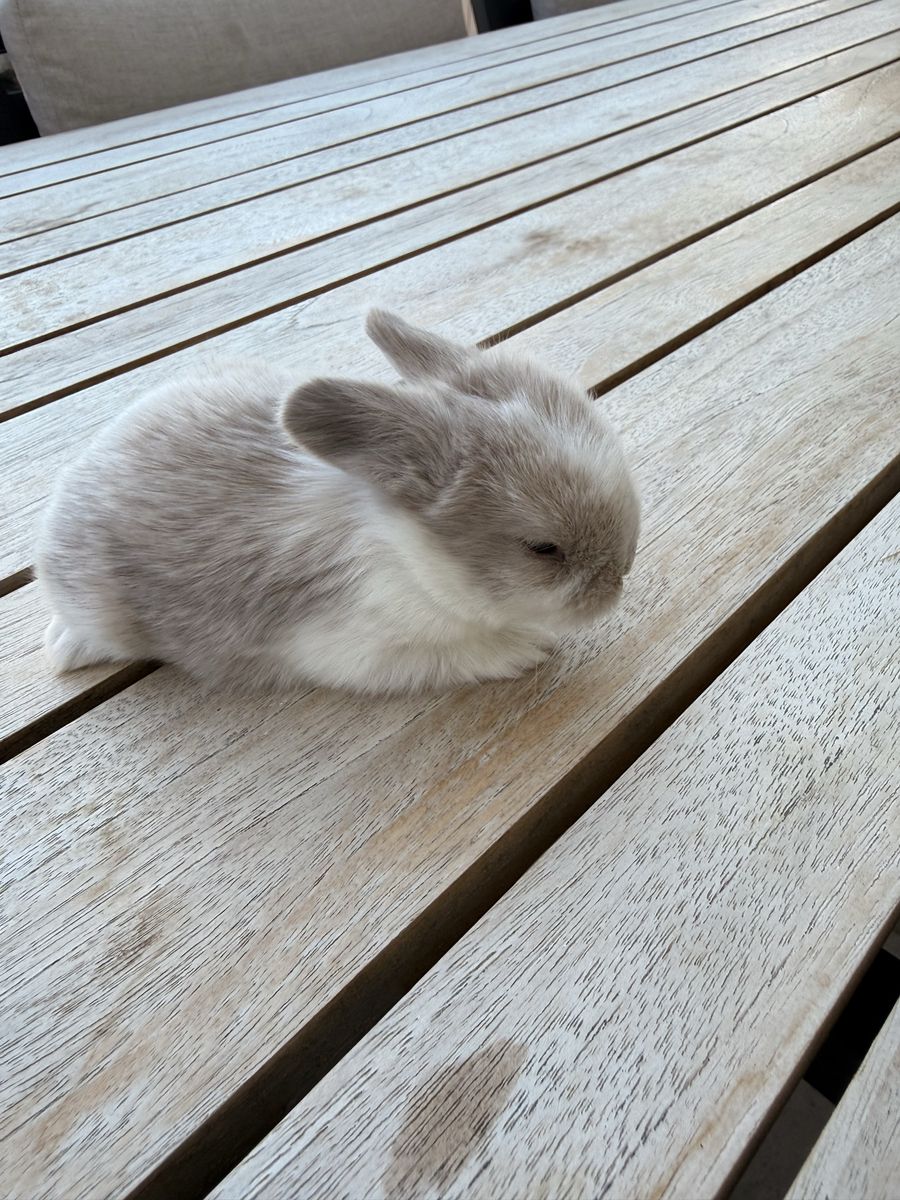Holland Lop Bunnies