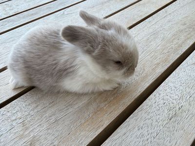 Holland Lop Bunnies